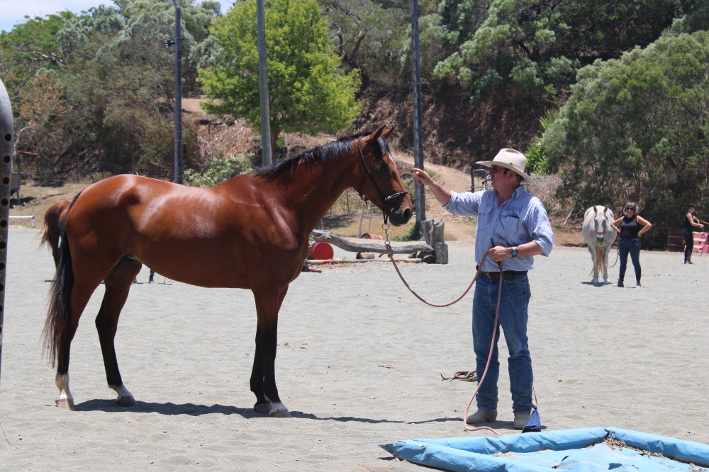 En Calédonie, le Conseil du cheval continue d’innover - La Voix du Caillou